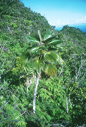 Pritchardia limahumensis - Mike Maunder/National Tropical Botanic Garden