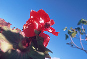 Kokia dryanarioides flower - Mike Maunder / National Tropical Botanic Garden