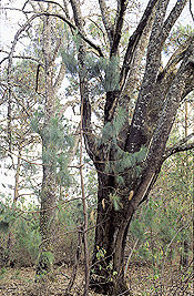 Mexican oak, Quercus hintonii - Alan Featherstone Watson
