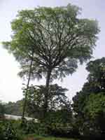Moabi, credit Limbe Botanic Garden