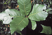 Quercus hintonii, Westonbirt arboretum – Juan Pablo Moreiras/FFI