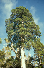 Fitzroya cupressoides - Cristian Echeverria