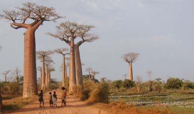 Baobab panorama - Credit: Richard Jenkins