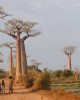 Baobab panorama - Credit: Richard Jenkins