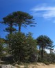 The Monkey Puzzle is one of a wide range of tree species targeted by GTC (credit: Dan Luscombe)