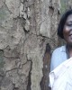 Cameroon project - Asaa and Zebrawood