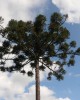 Parana Pine - Credit Dave Gill