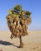 medemia _nakhila oasis - Credit - Haitham Ibrahim