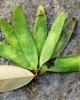 rosewood seeds