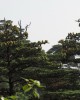 Abies yuanbaoshanensis 2 © Dingtao FFI China  GIB Yuanbaoshan NR
