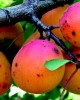 Armeniaca vulgaris fruit
