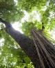 Big Leaf Mahogany - Credit Juan Pablo Moreias