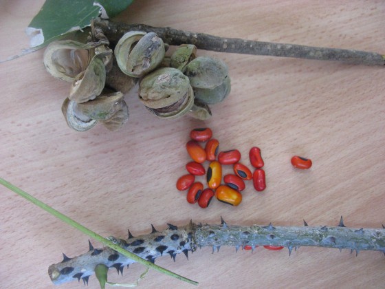 Erythrina schliebenii - pod, seeds and spiny trunk