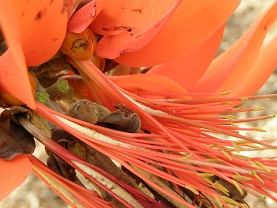 Erythrina schliebenii