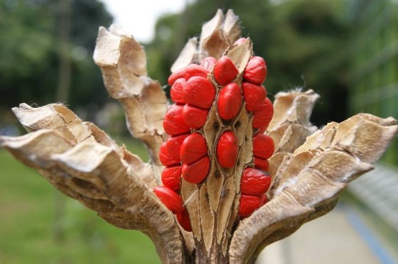 Open fruit, and seeds of Magnolia jardinensis