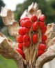 Open fruit, and seeds of Magnolia jardinensis
