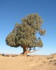 Saharan-cypress