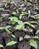 Khaya anthotheca seedlings
