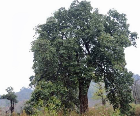 Magnolia cathcartii, Yunnan
