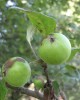 Malus sieversii fruit