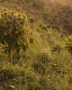Reforestation of Meru Oak in Kenya