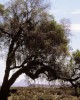 Mpingo-tree_credit_Mpingo_Conservation_Development_Initiative