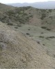 Nitaria schoberi habitat, Georgia