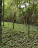 Prunus africana