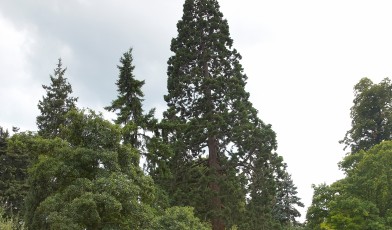 Sequoiadendron giganteum