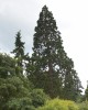Sequoiadendron giganteum