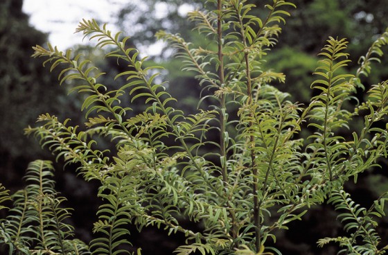 Taxus yunnanensisWestonbirt arboretum, UK