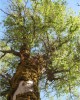 Zelkova abelicea, Crete