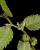 Zelkova carpinifolia