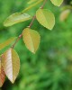 Zelkova sicula
