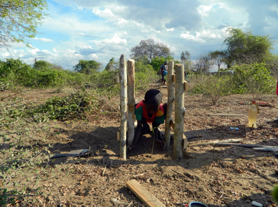 Planting baobab trees