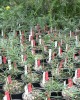 Torreya taxifolia seedlings at Atlanta Botanic Garden, U.S.A