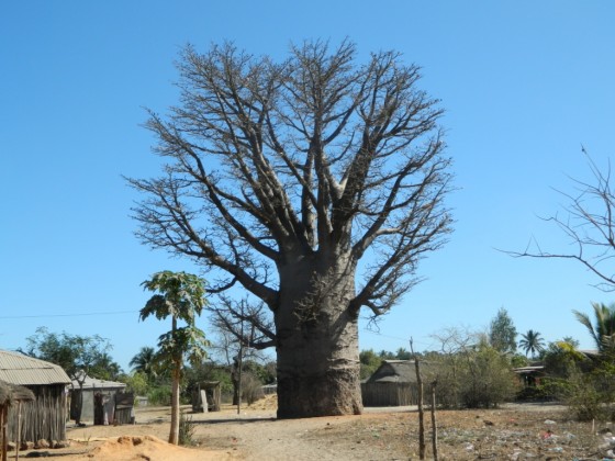 Grandidier's baobab growing by a village in west Madagascar. Credit: Daudet Andriafidison