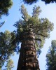 Coast Redwood