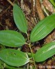 Cebu Cinnamon