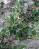Cotoneaster cambricus (photo by ukwildflowers.com)