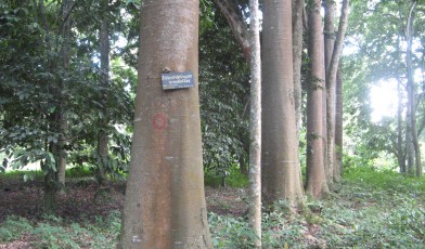 Entandophragma