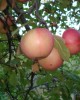 Niedzwetsky's apple fruit. Credit; GTC.
