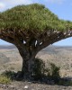 Dracaena-cinnabari-cropped-