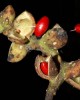 Magnolia coriacea fruit