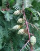 Metasequoia glyptostroboides cultivated-taken by Chen Yousheng