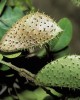Pau Brasil seed pod, BRA
