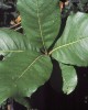 Quercus hintonii