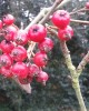 S.anglica berries