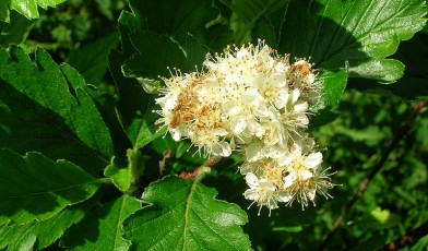 One of the UK's threatened trees Sorbus arranensis (photo taken by Roger Griffith)