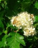 One of the UK's threatened trees Sorbus arranensis (photo taken by Roger Griffith)